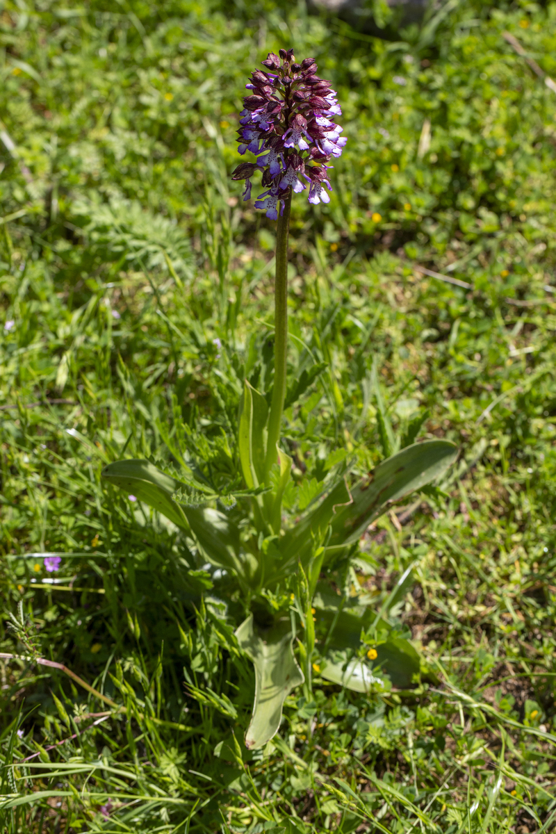 紫花苦菜：从诗经新婚誓言到农村餐桌的美味
