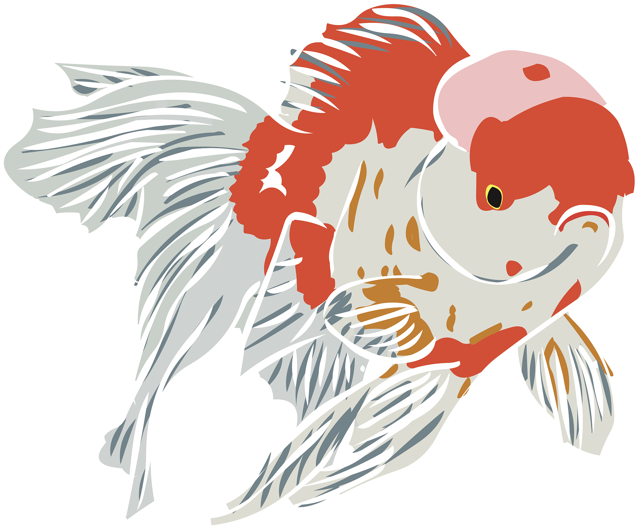 我家的小金鱼：金色的快乐和温顺的个性