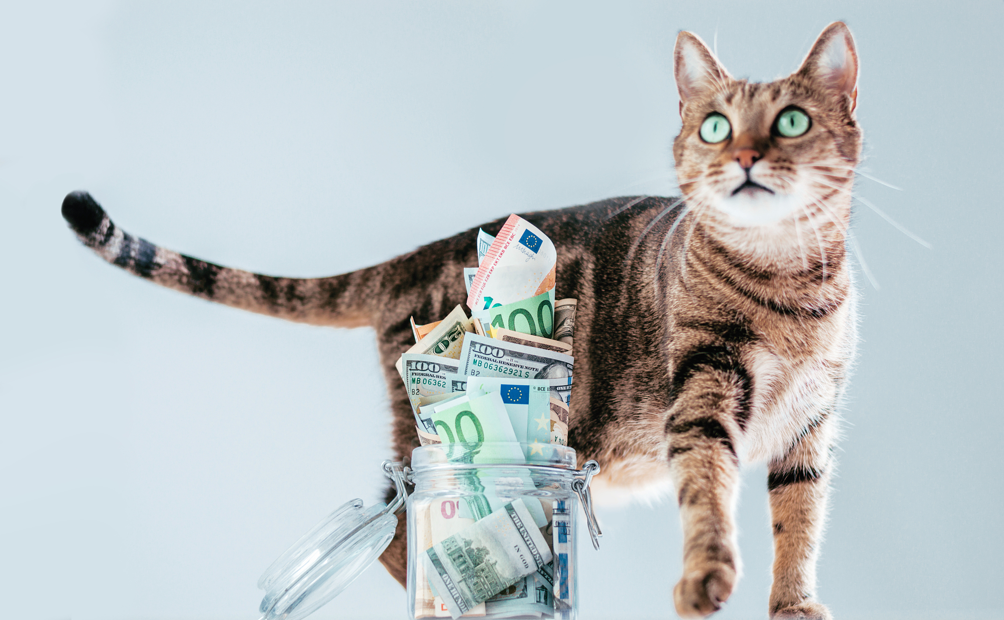 cat posing on the background of a piggy bank. the concept of exp