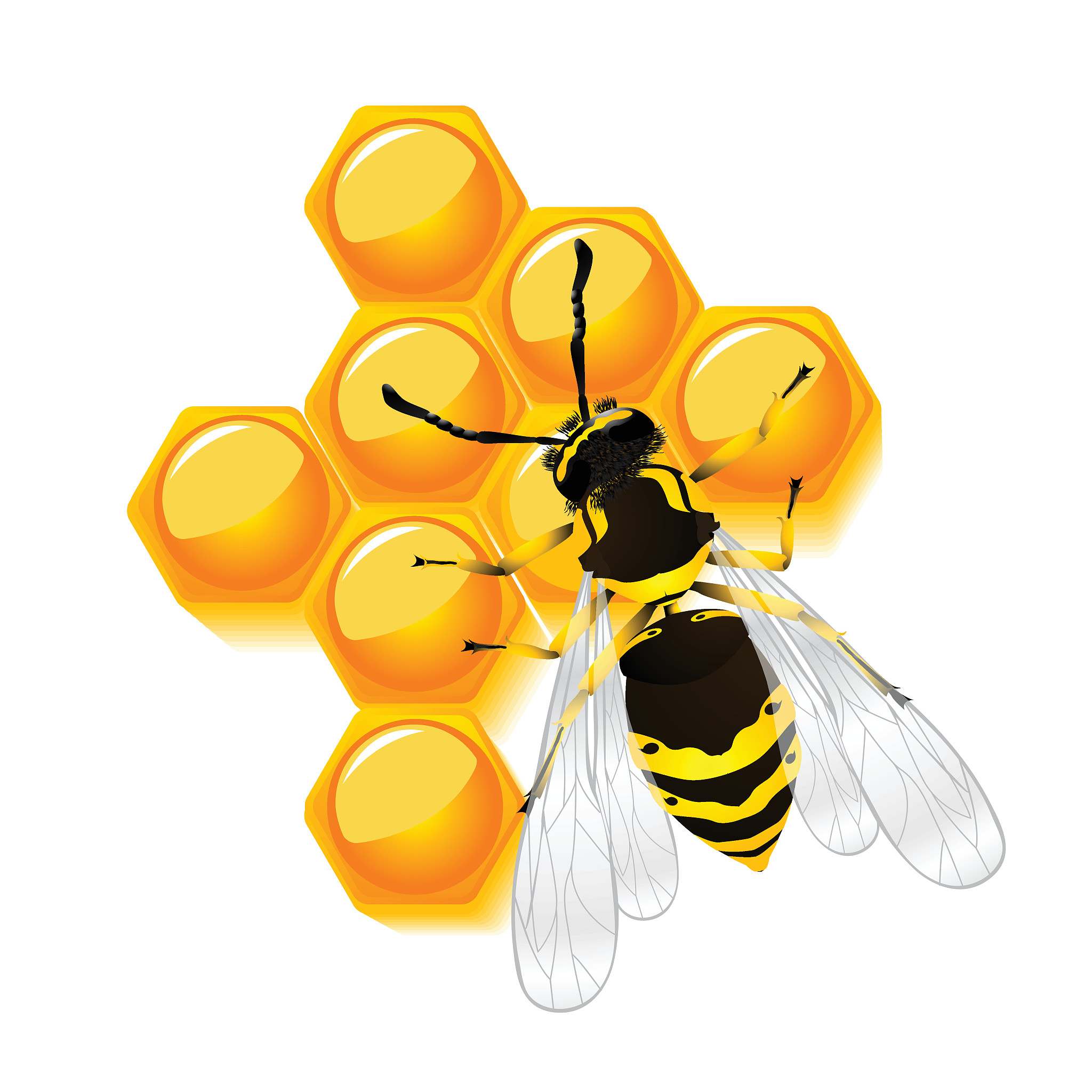 病毒蜜蜂大盗是什么