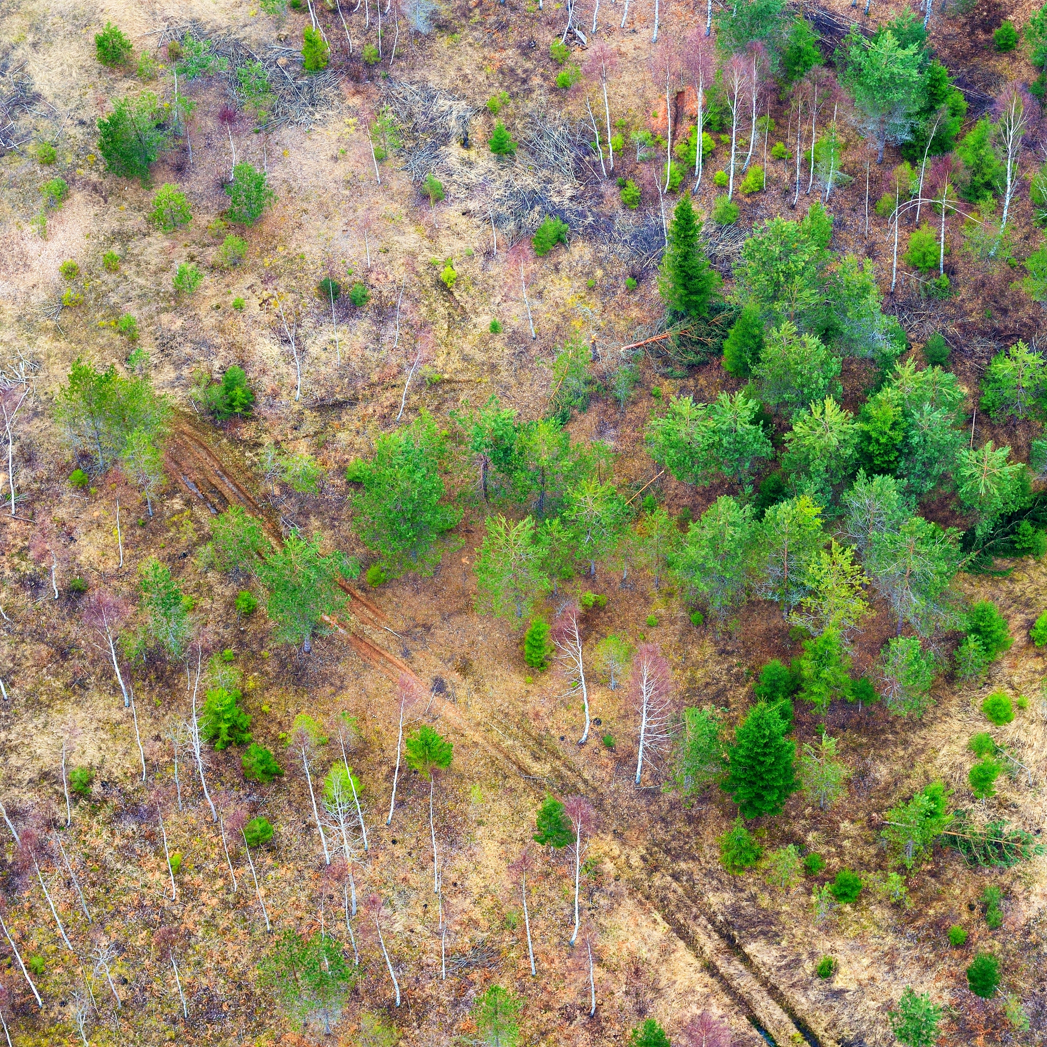 提出林分生长存在问题的解决方案
