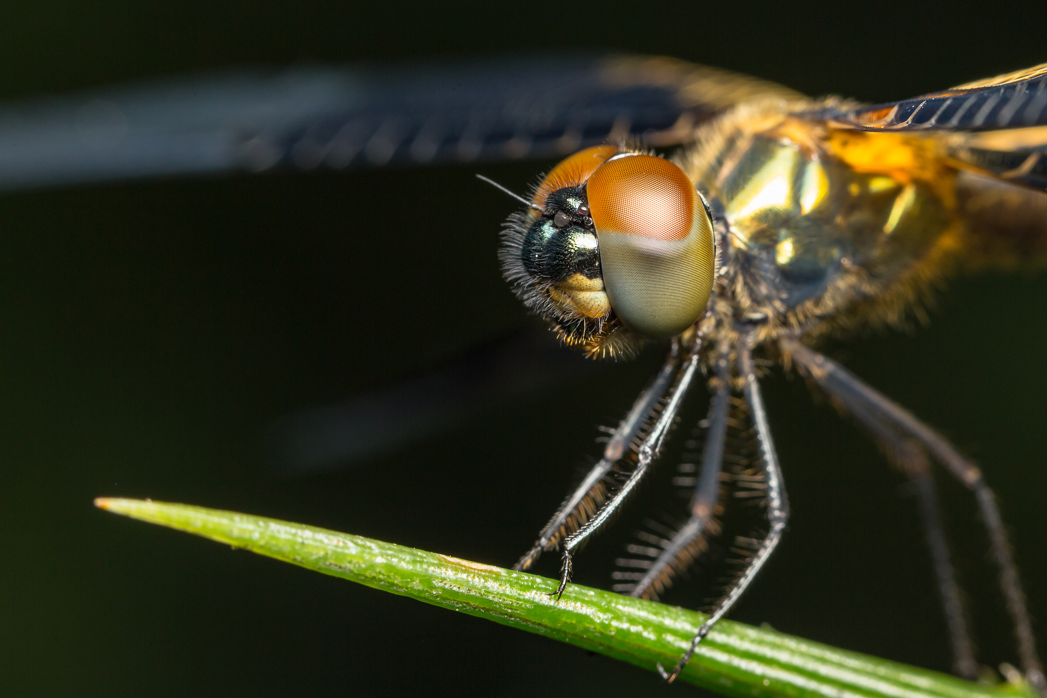 dragonfly insect