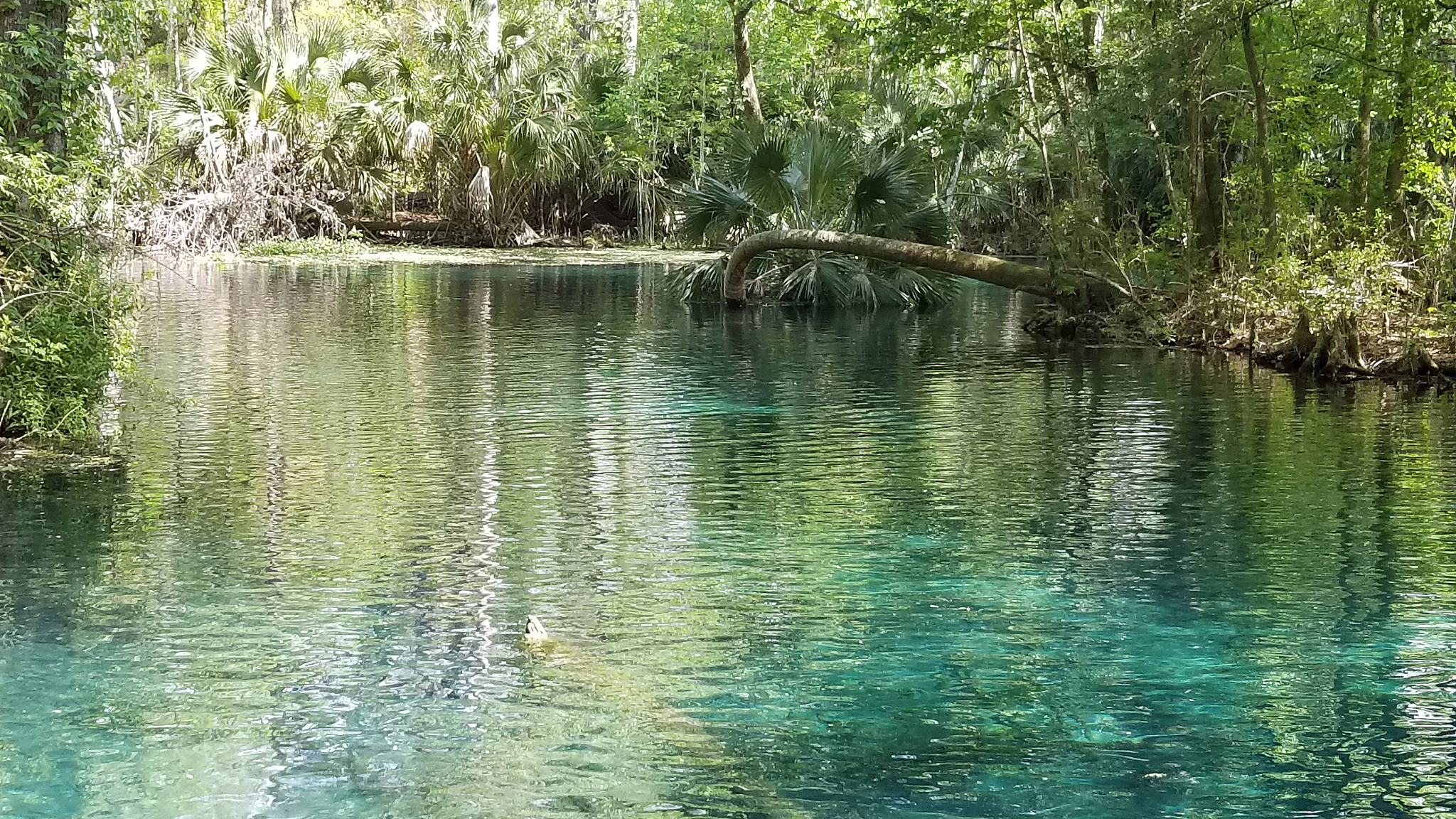 silver springs state park, silver spring, florida