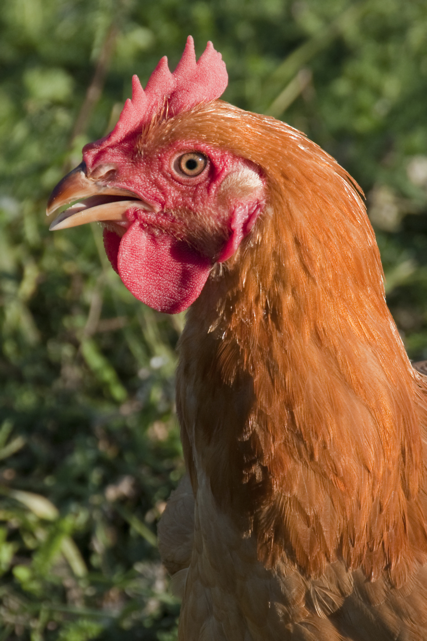 chicken