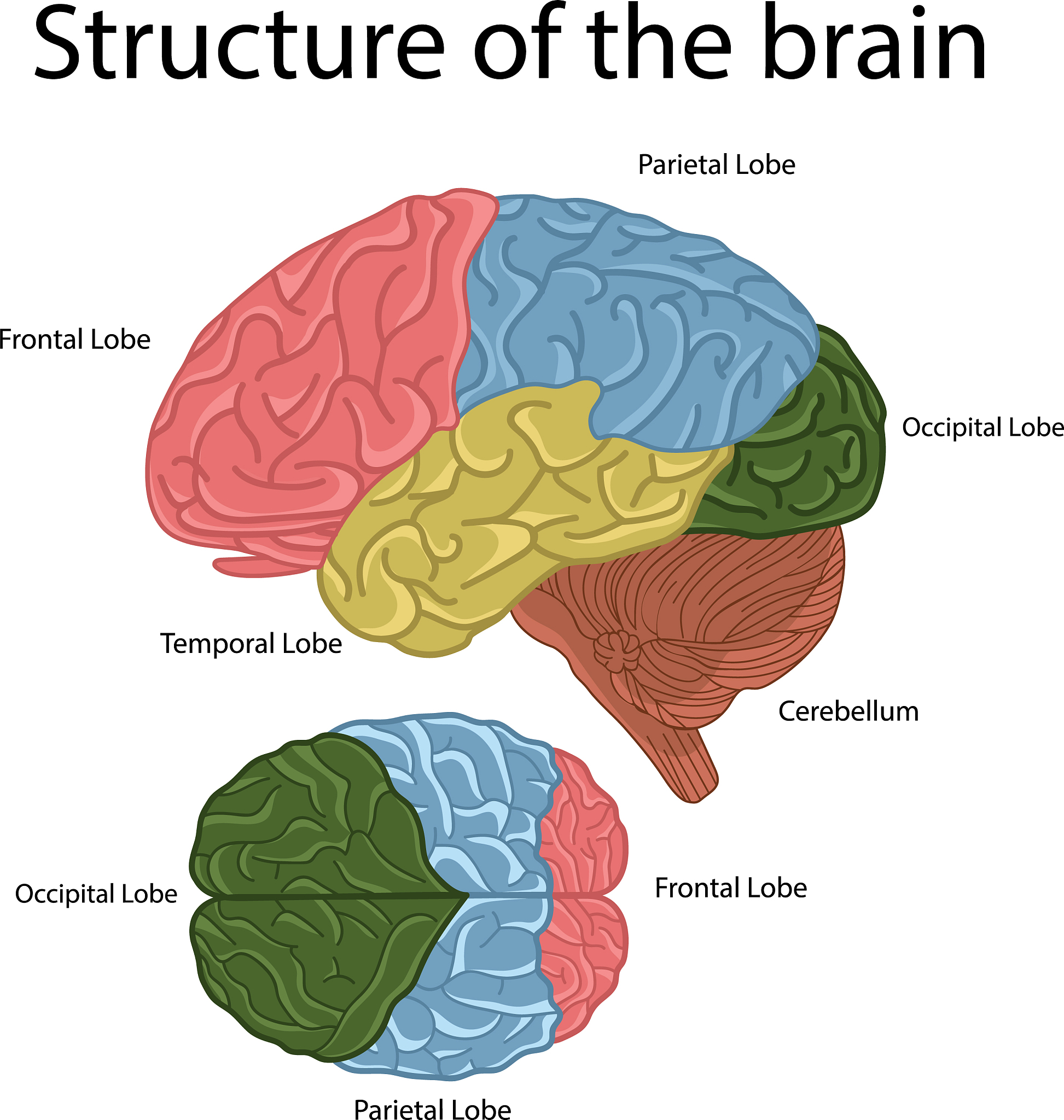 Gut-Brain Axis: How Gut Health Affects Your Brain