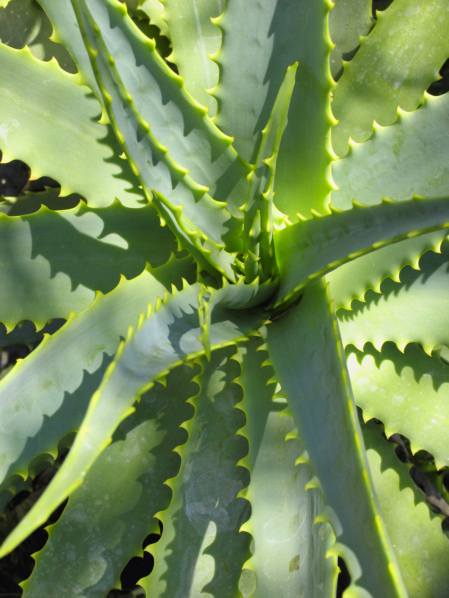 aloe vera