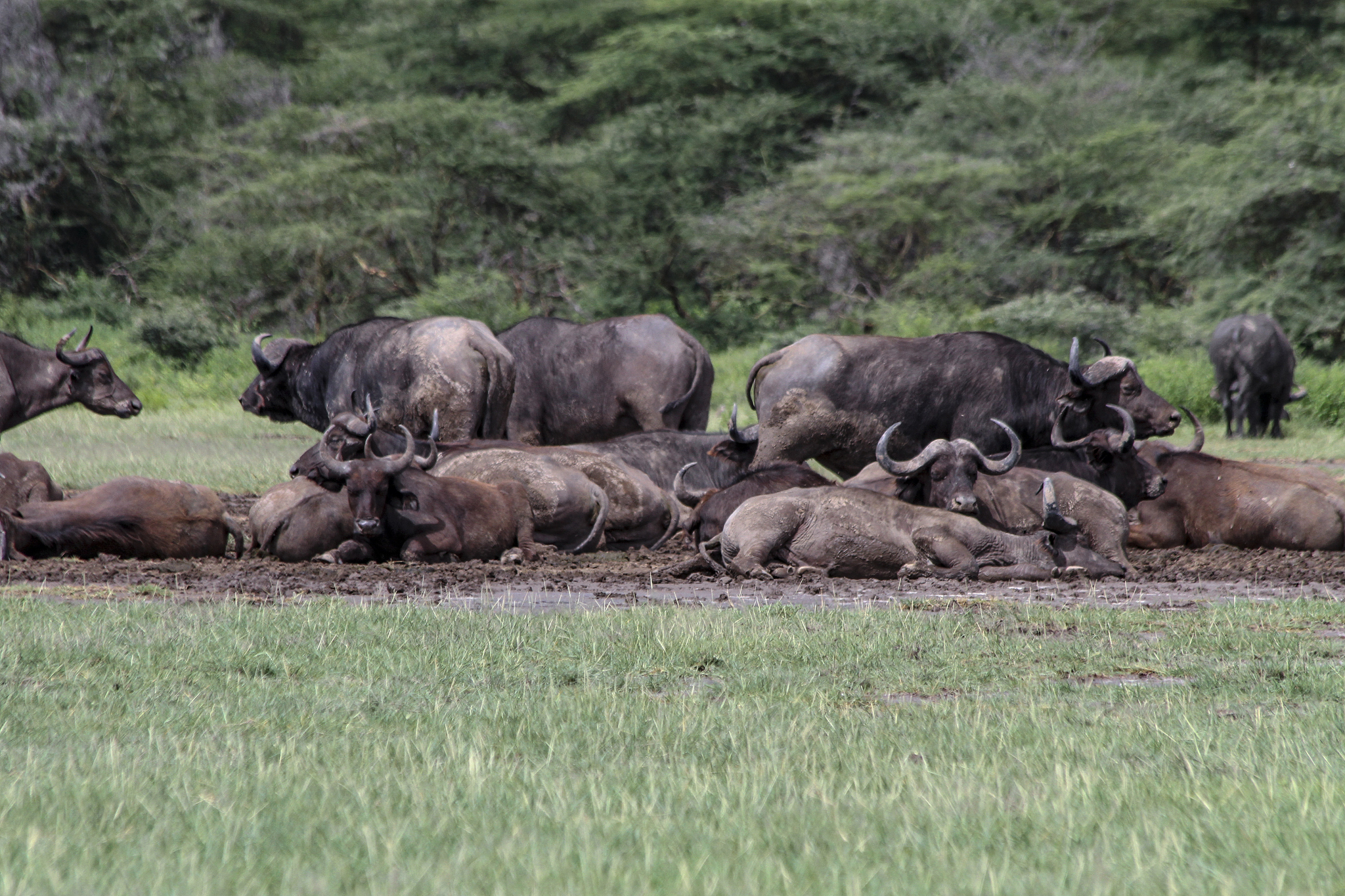 african buffalo herd resting