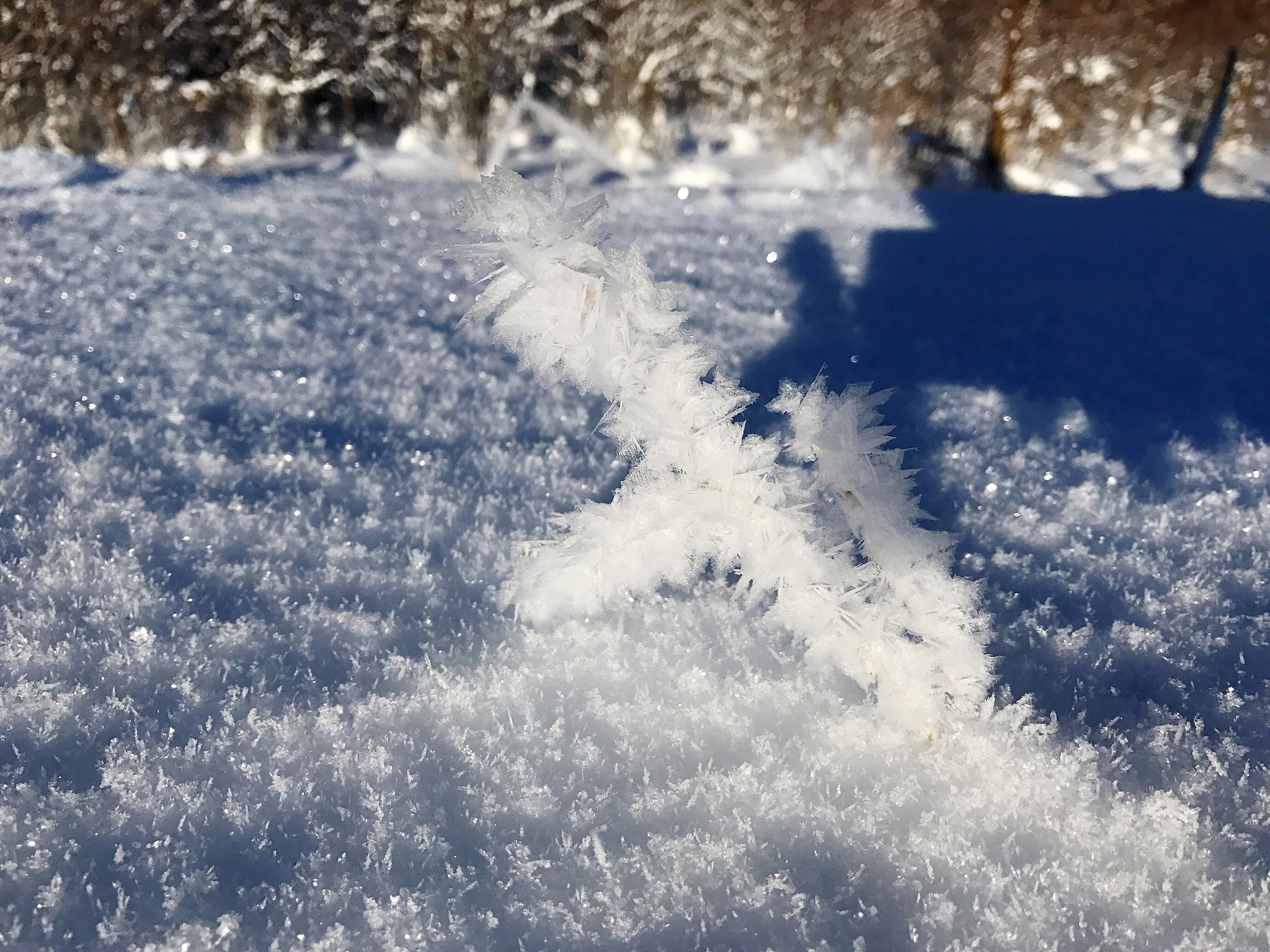 突如其来一场雪，下一句是什么？