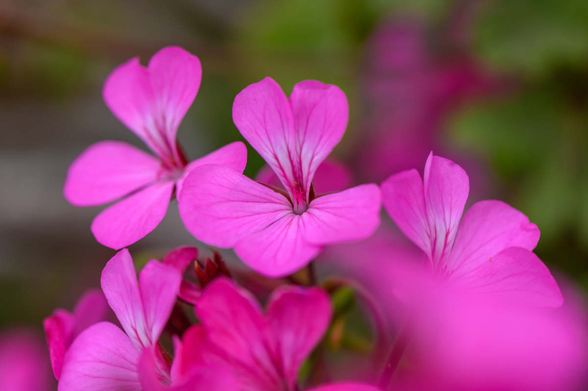 用唯美意境形容各色不同种类的花半开半收的摄影图片