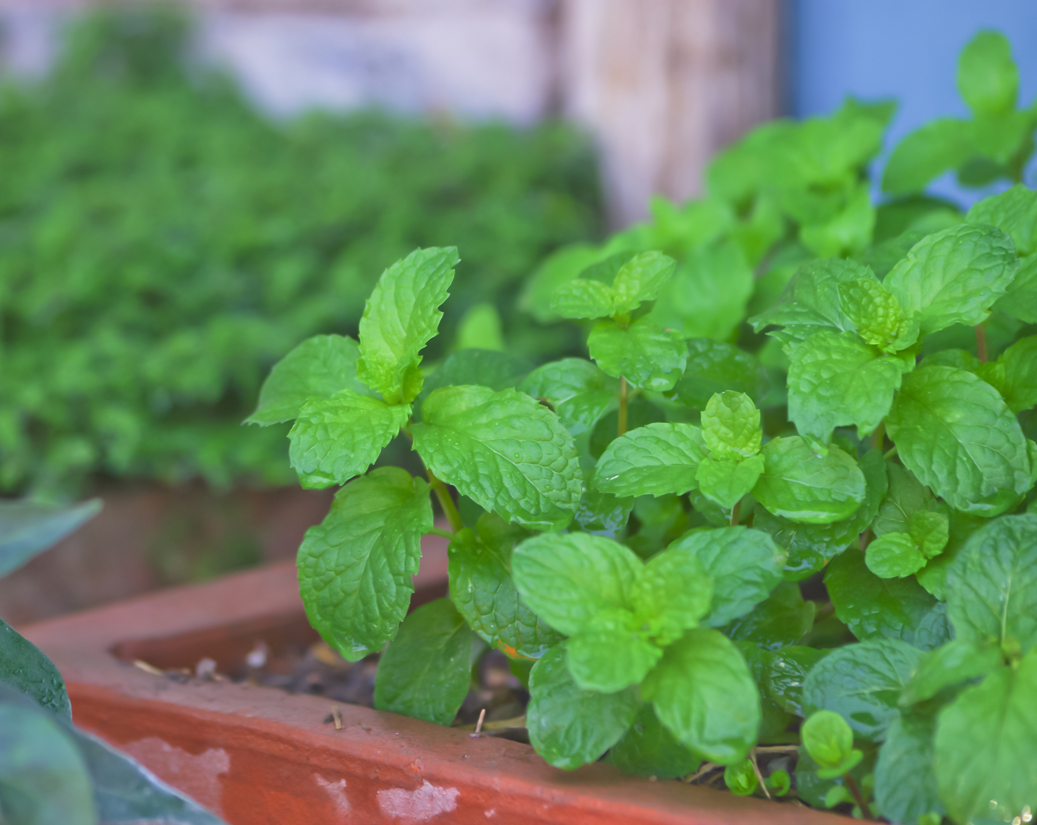 薄荷种植指南：浇水频率、光照、土壤及其他