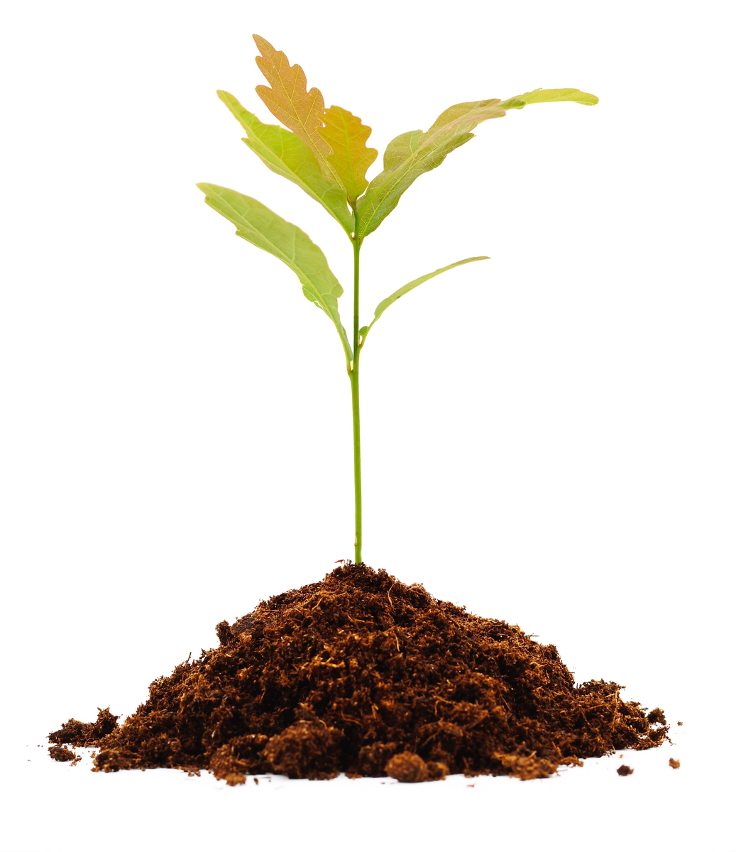 应用土壤生态学：APPLIED SOIL ECOLOGY 期刊深度解读