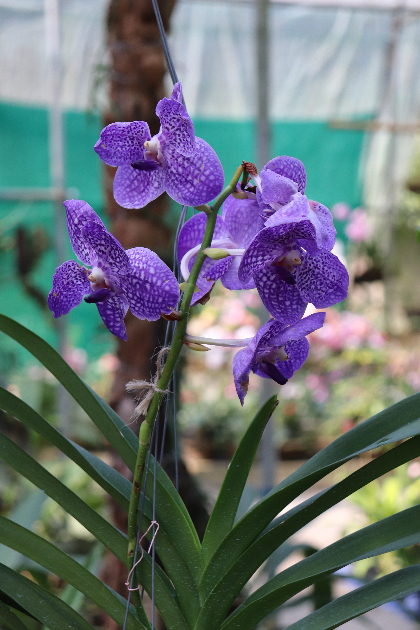 purple coloured moth orchid flower