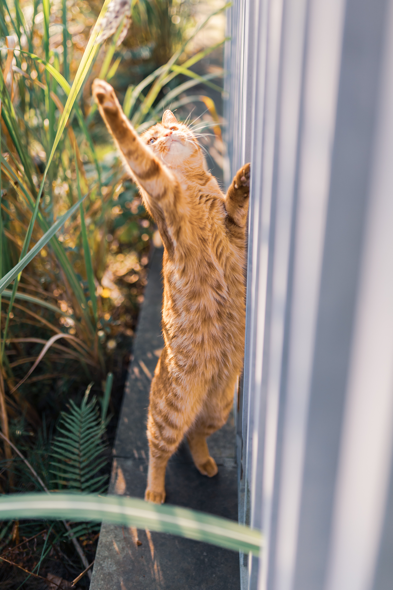 300字作文作文题目《我的老师》