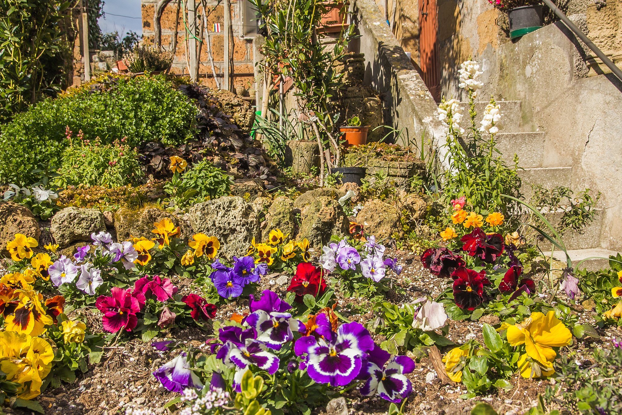 Springtime in My Hometown: A Vibrant Season of Beauty and Celebration