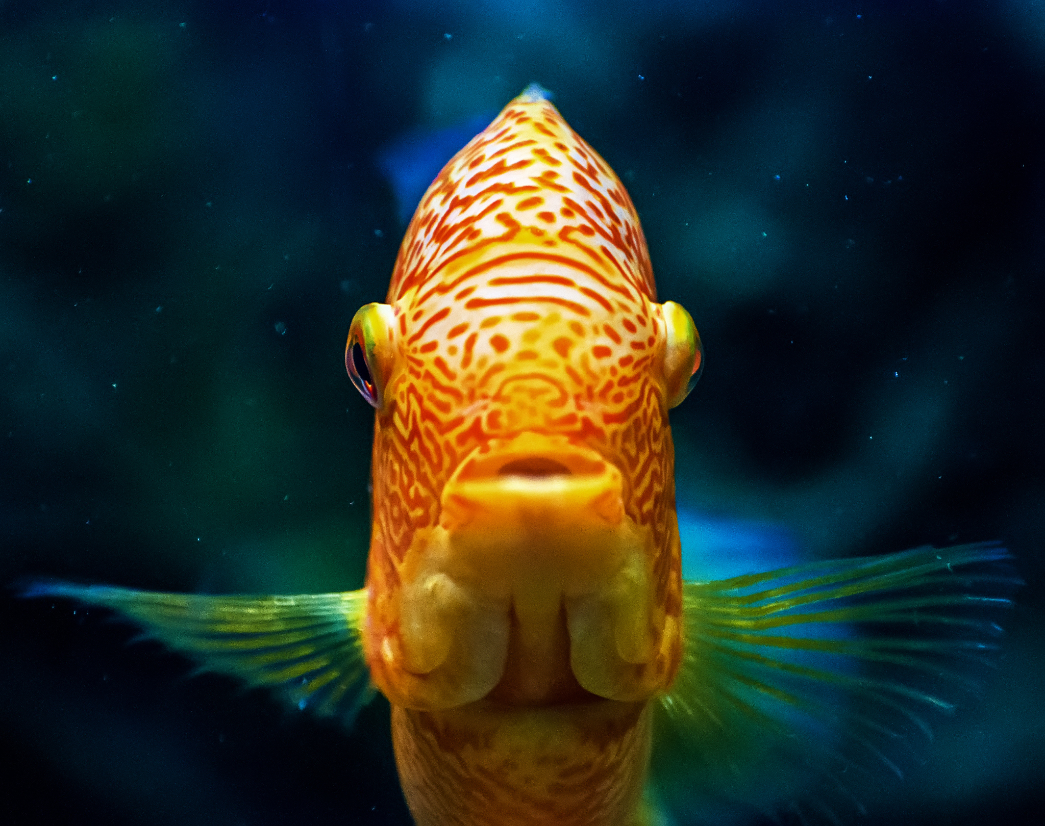 龙鱼掉眼原因解析：治疗方法及预防措施