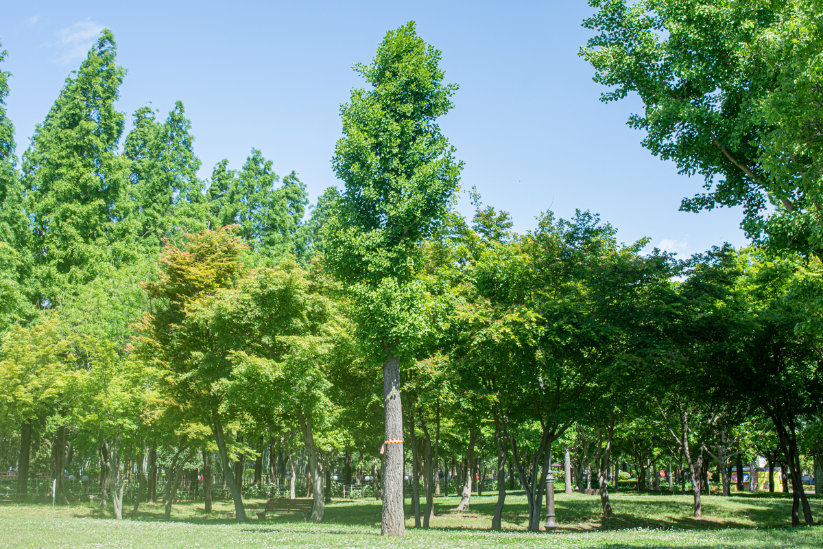 工业园区乔木种植建议：打造生态宜居环境