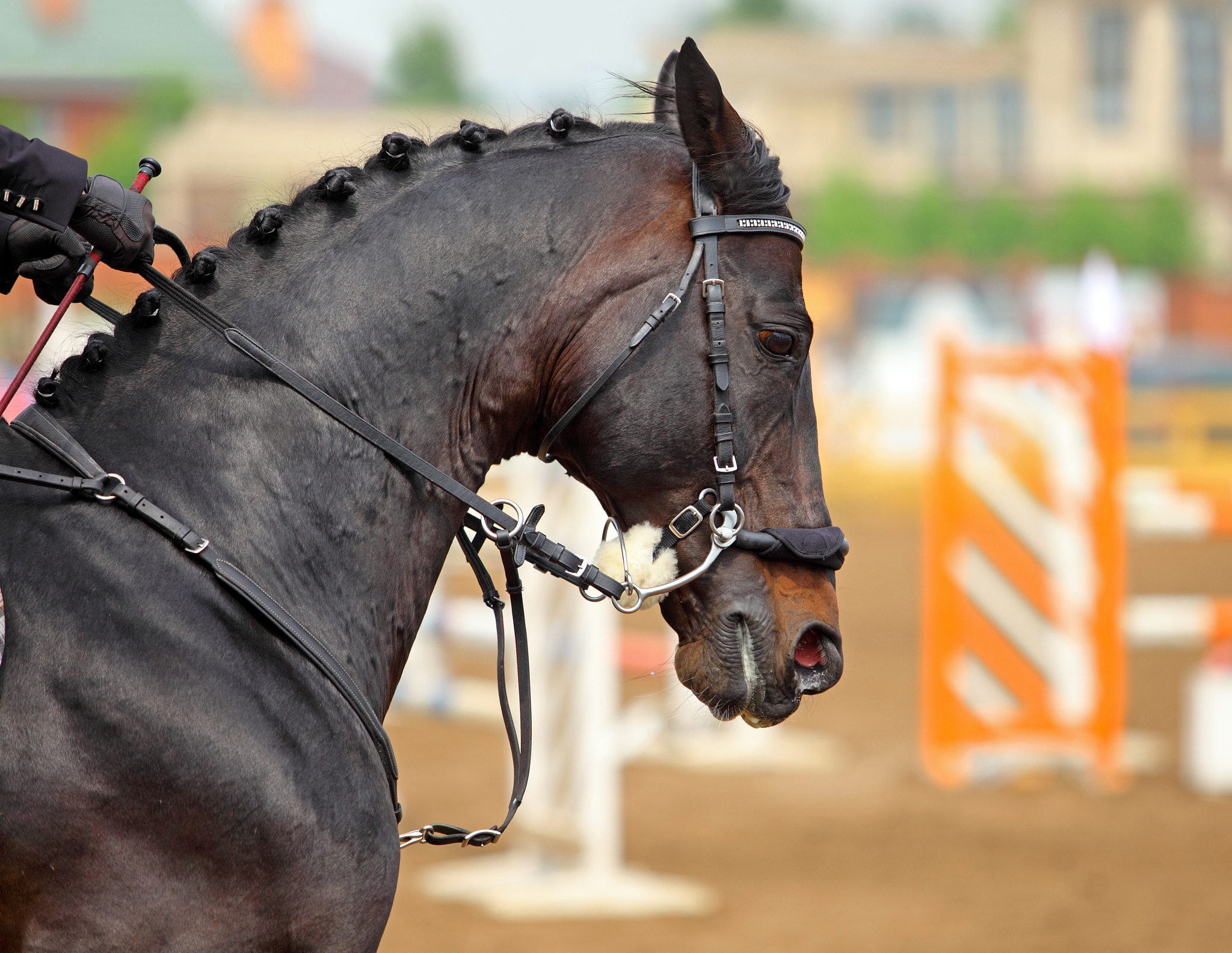 head of dressage horse portrait