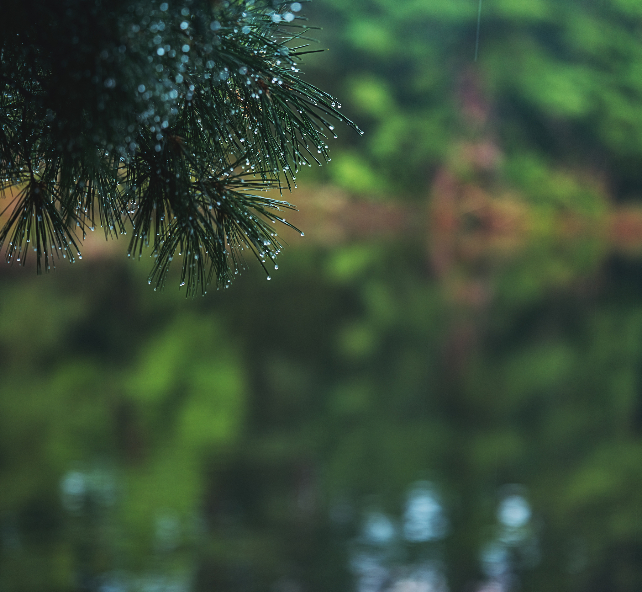 关于雨的写景