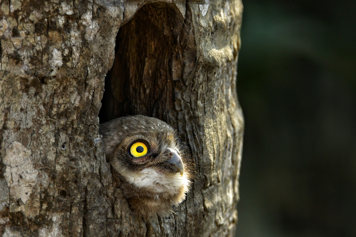 台湾岛像什么动物？ - 猫头鹰形状的独特地理