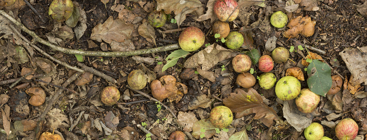 果实内生菌资源挖掘计划书：提升果实品质，开拓市场潜力