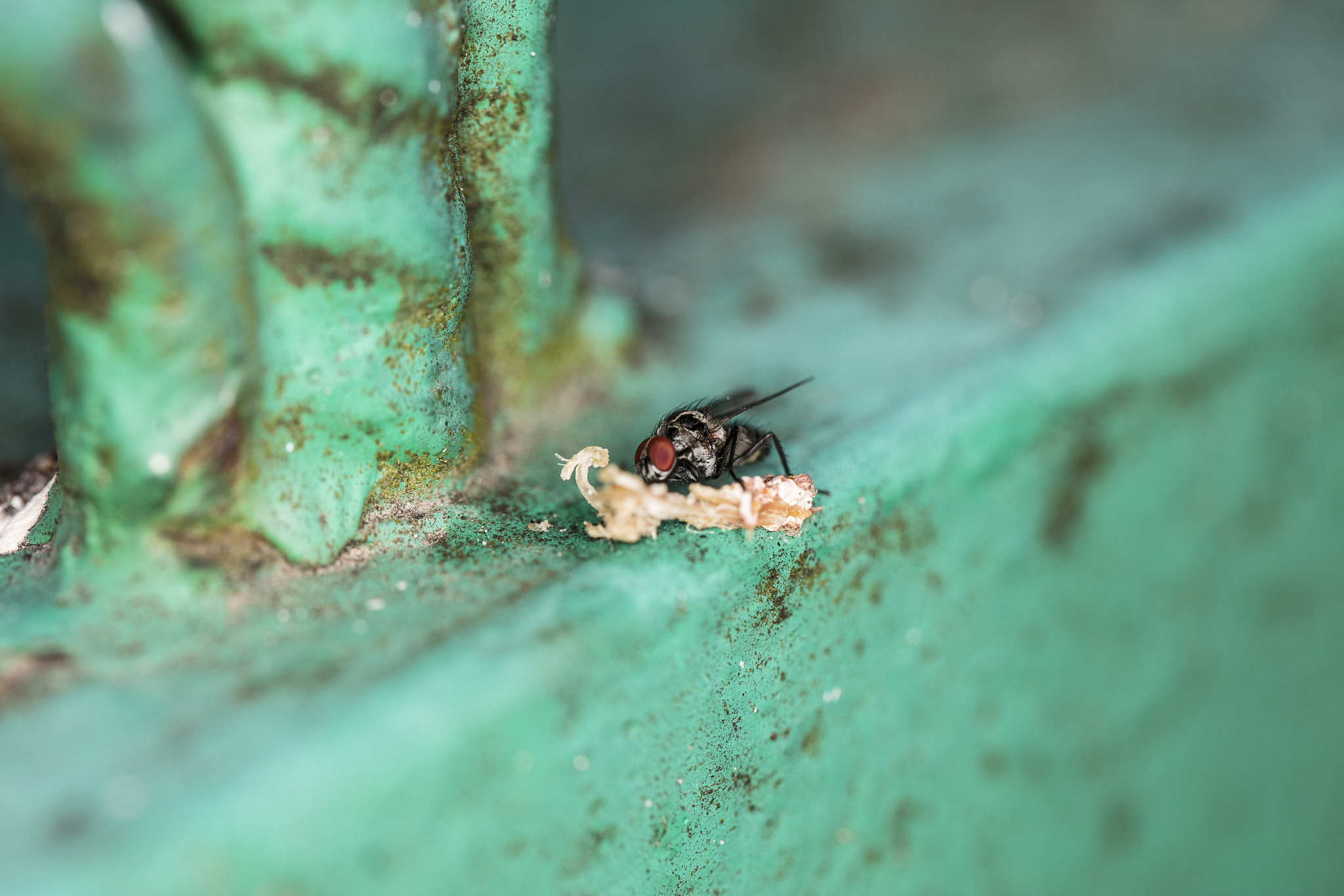 Florida Entomologist期刊: 昆虫学研究的领先平台