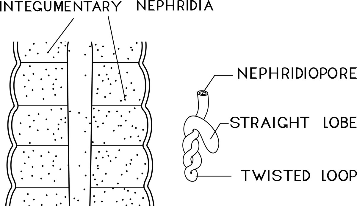 Citiva 填料应用及 Capto DEAE 用于 C1-INH 层析的上市产品