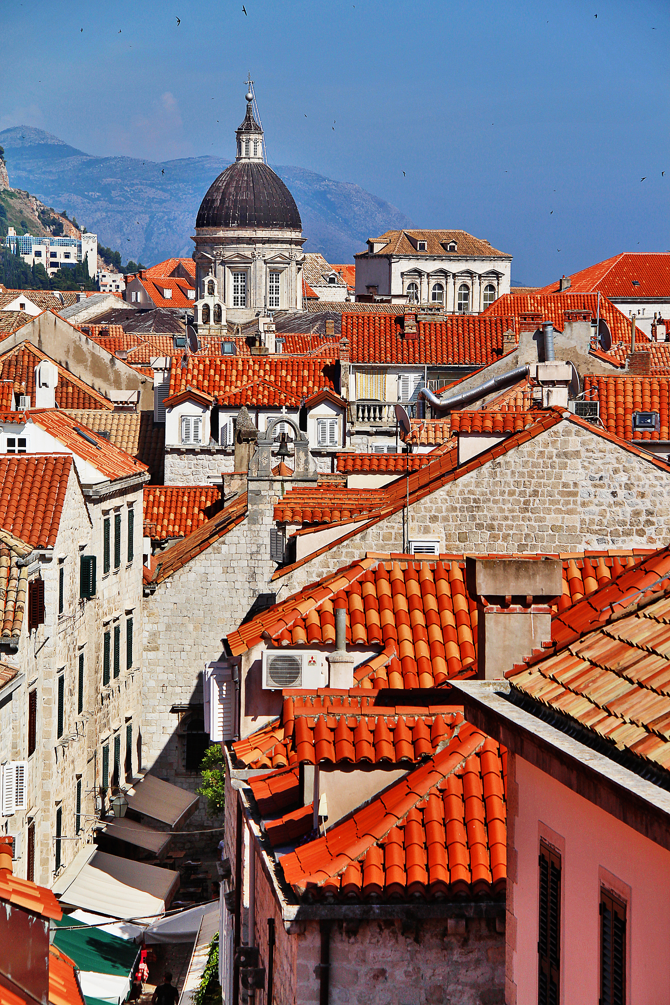 cathedral of the assumption of the virgin mary, or dubrovnik cat