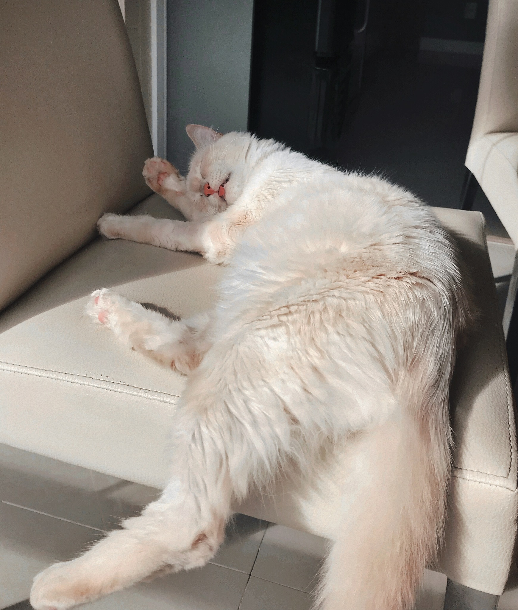 猫咪会出汗吗？揭秘猫出汗的秘密！