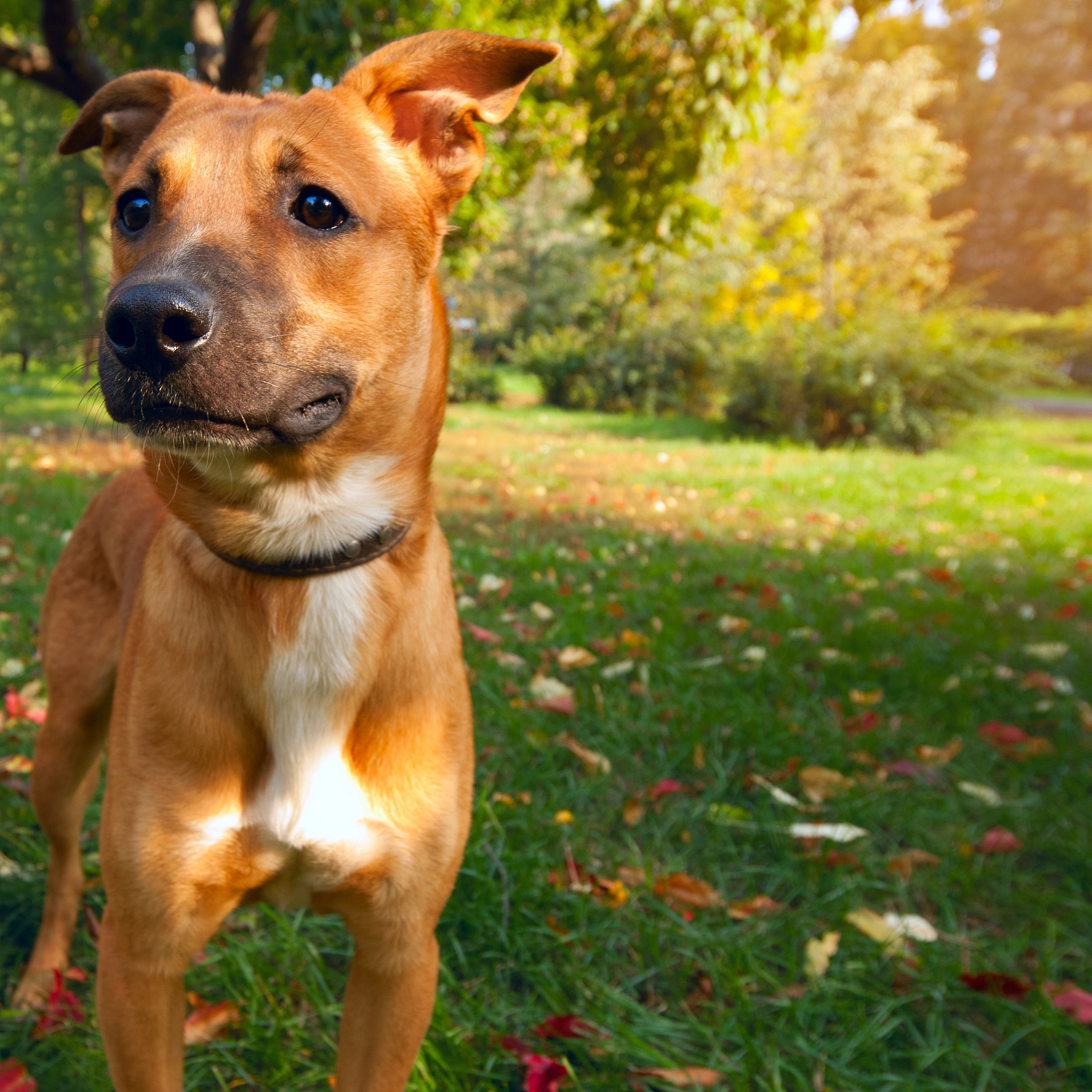 天津农学院动物医学专业怎么样