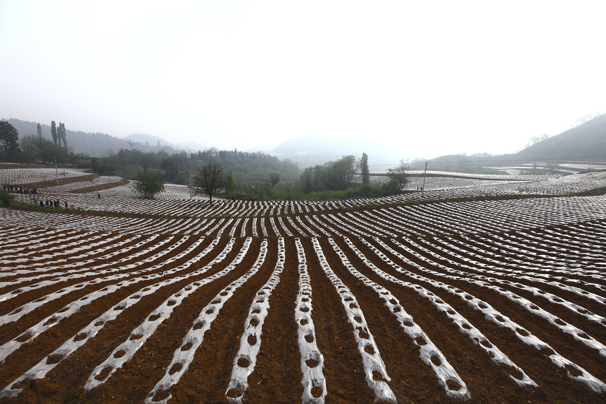 烟叶质量控制管理的有效途径研究 写一篇较长的论文摘要