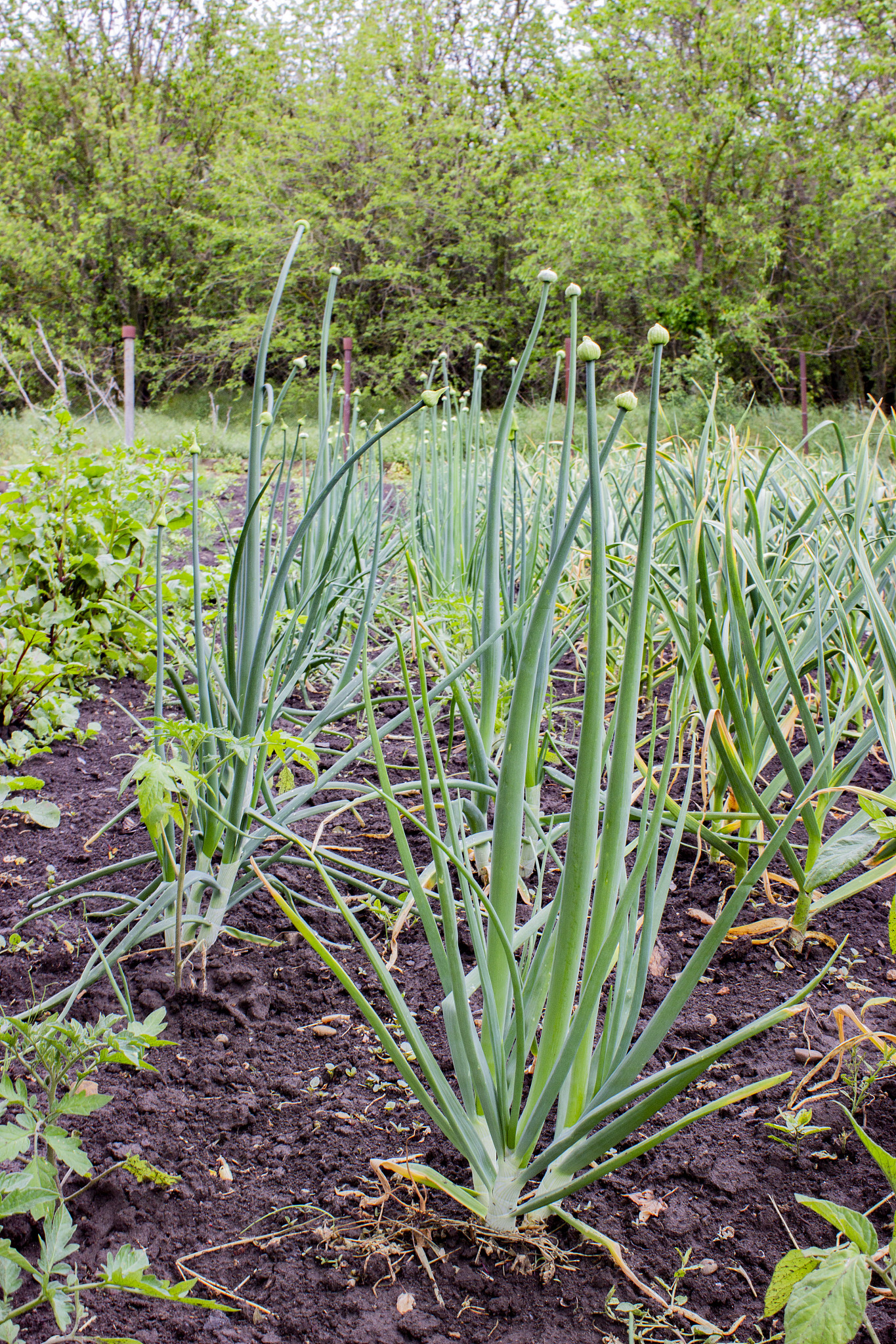 green young onions in the garden bed. lush feathery leaves on th