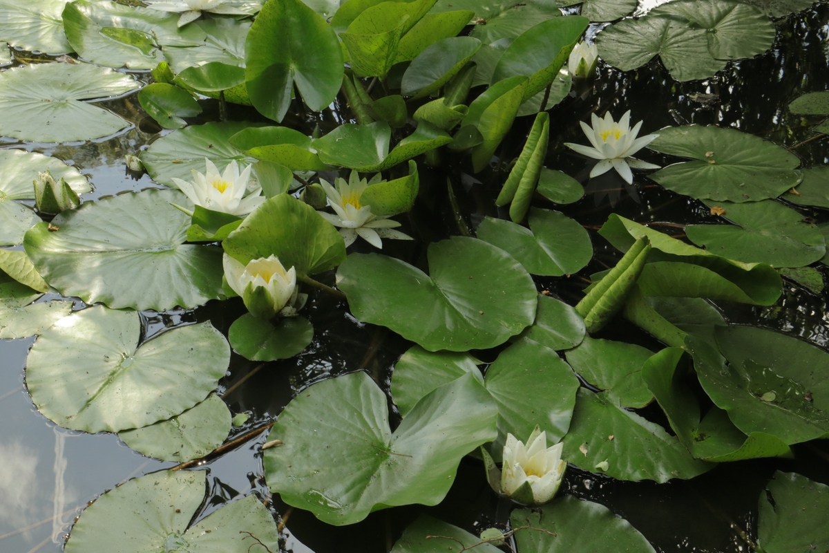 慈姑是什么科？ - 慈姑所属科植物介绍