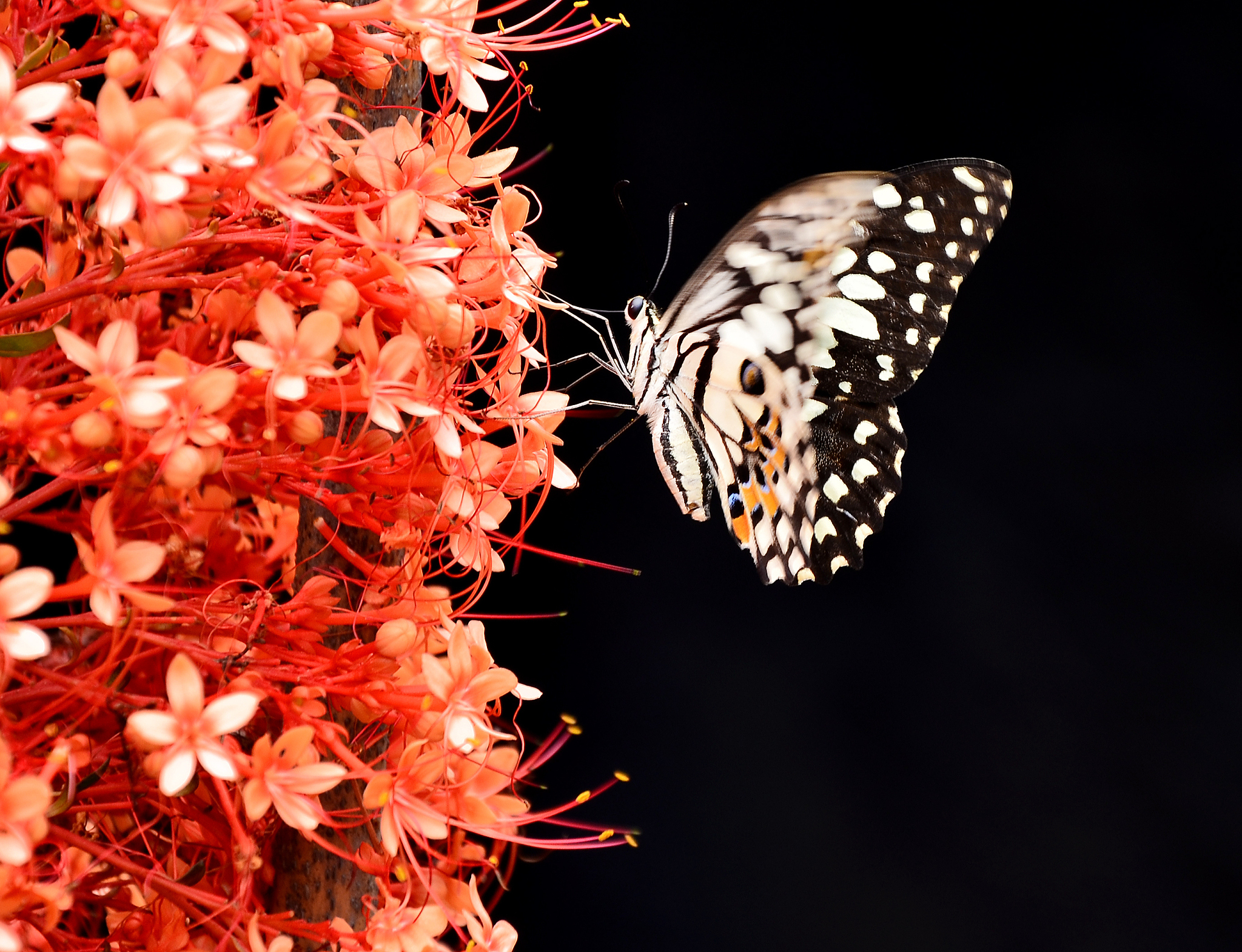 蝶恋花：一首描写爱情的诗歌