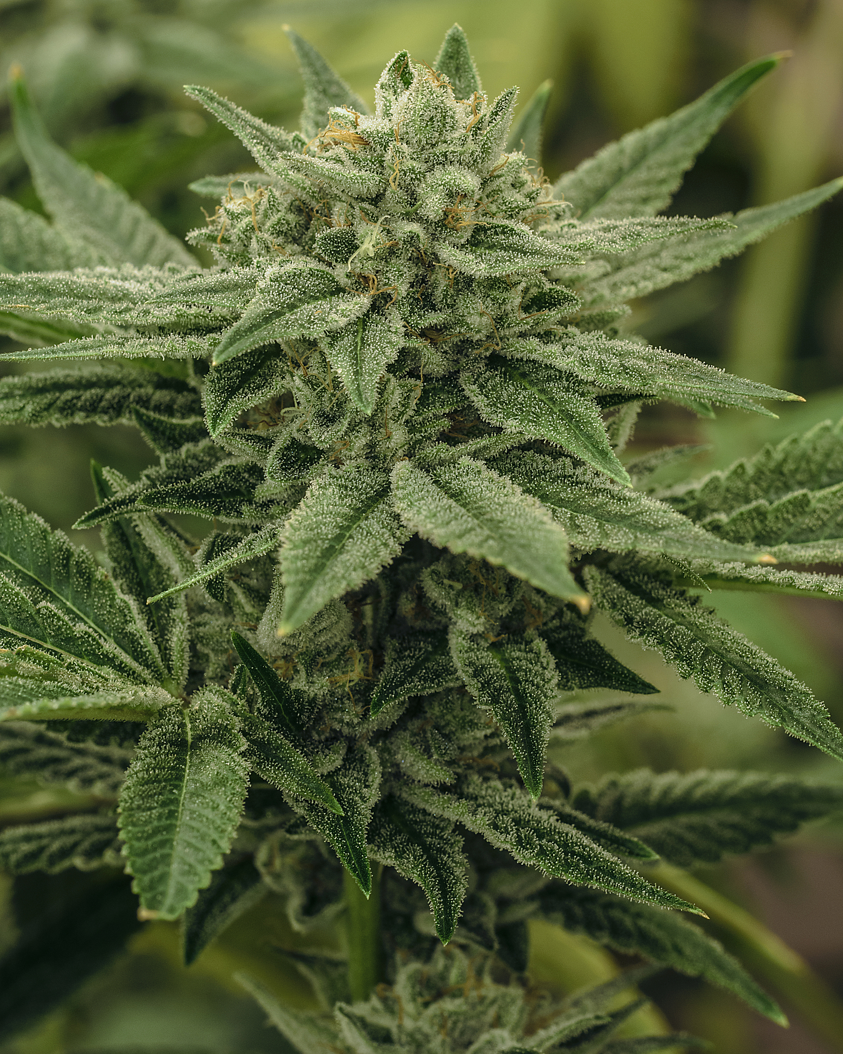 live cannabis macro bud shot