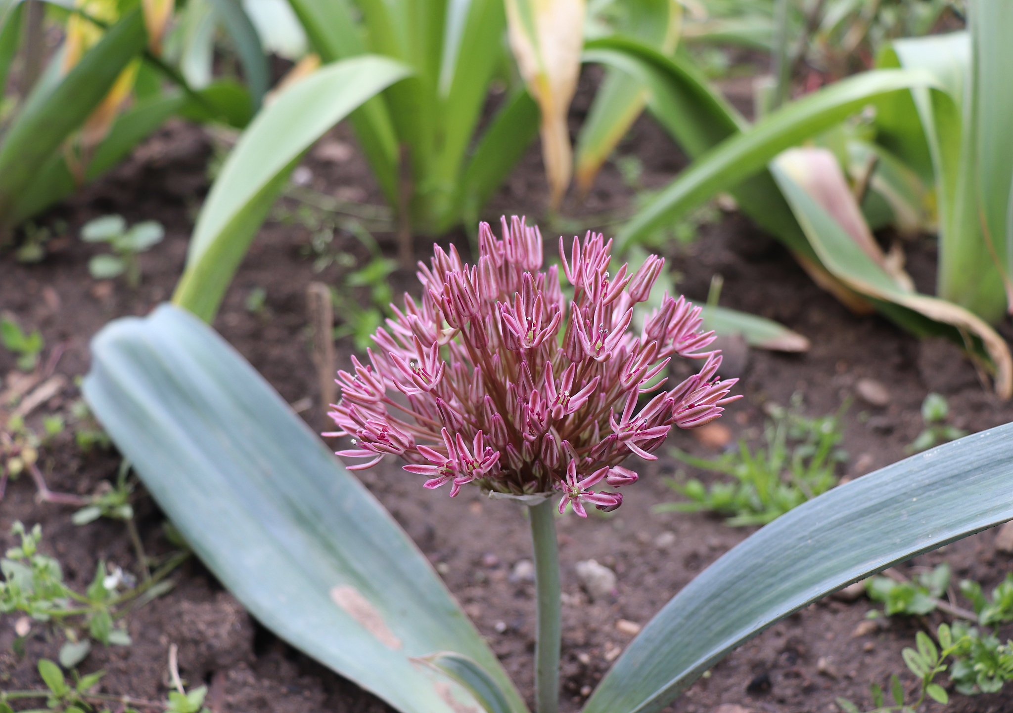 allium nevskianum is a low-growing and rarely grown allium, bear