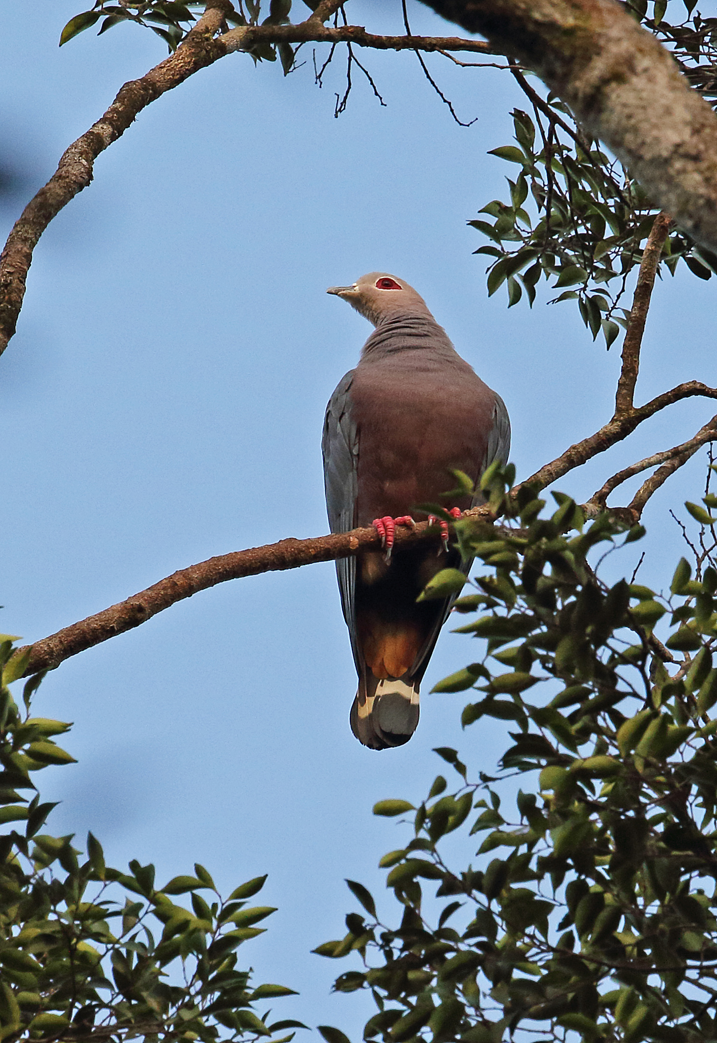 pinon's imperial-pigeon