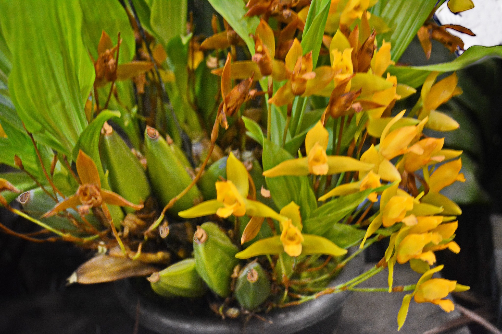 beautiful orchid