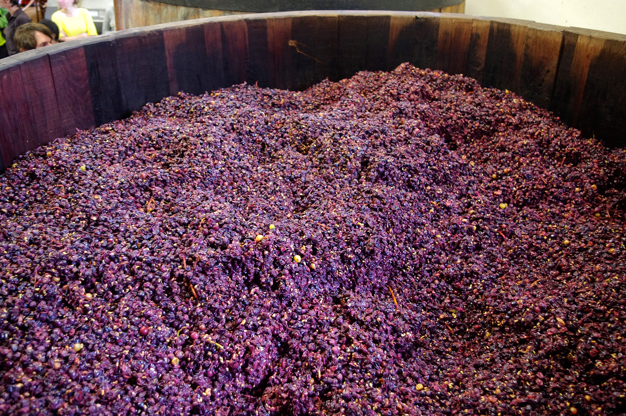 葡萄酒的做法：从葡萄采摘到陈酿，开启你的酿酒之旅