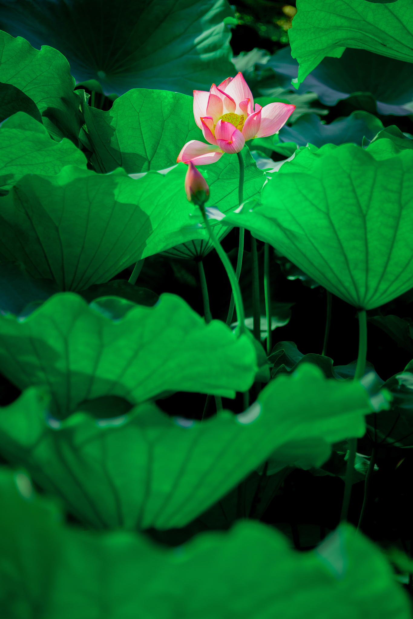 给我写一首关于荷花的古诗