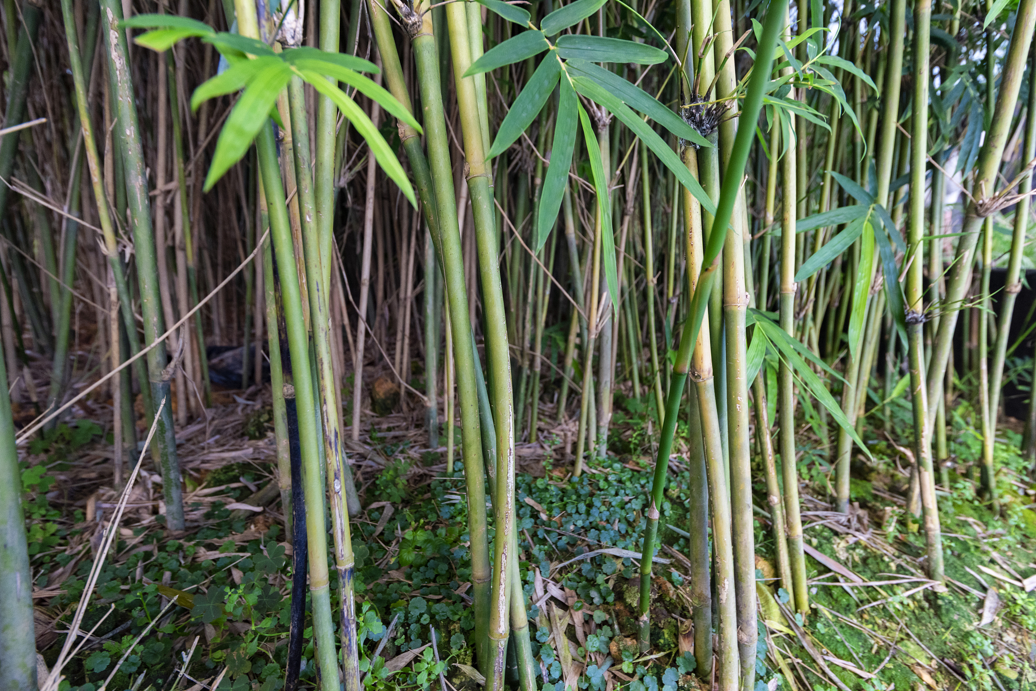 bamboo of a small bamboo forest in a modern greenhouse.