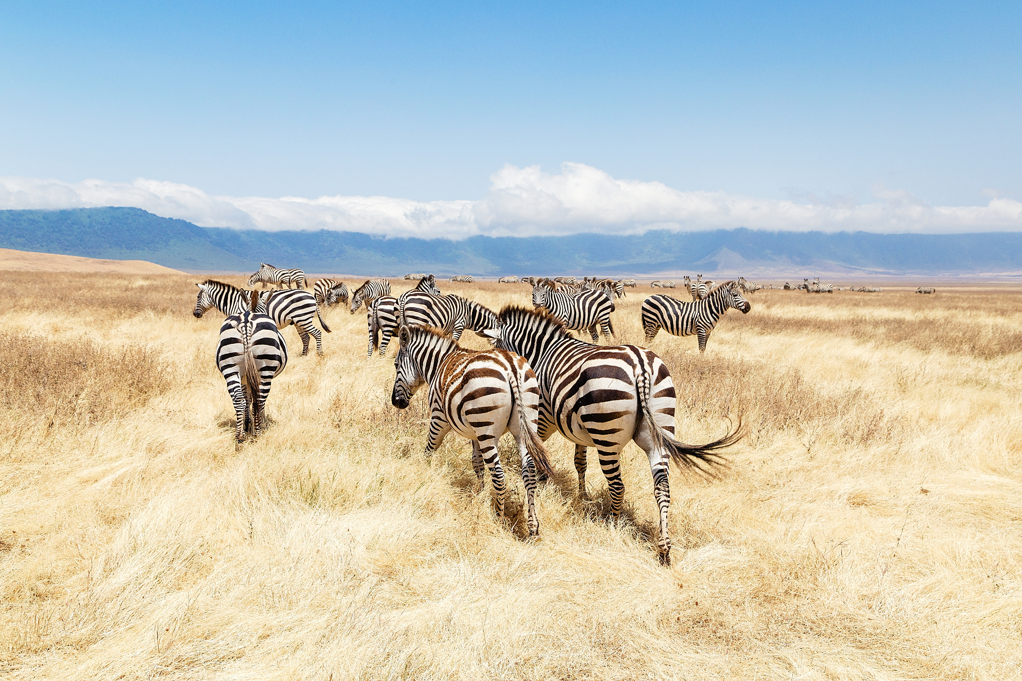 zebras on the meadow at ngorongoro conservation