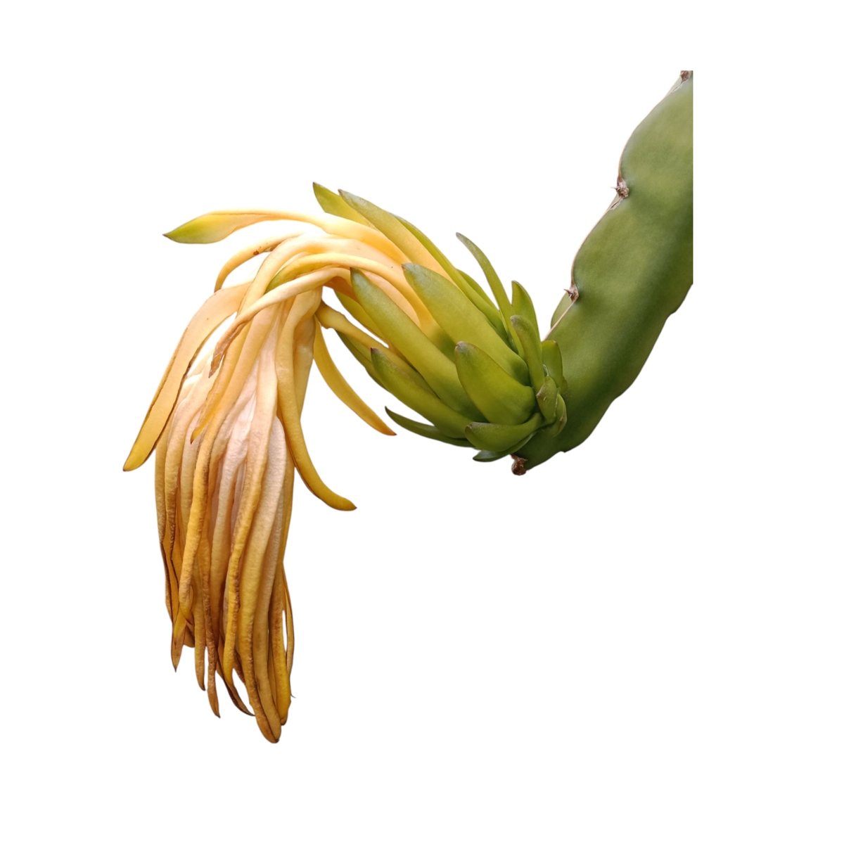 维生素C对人体有哪些好处？哪些食物维生素C含量较高