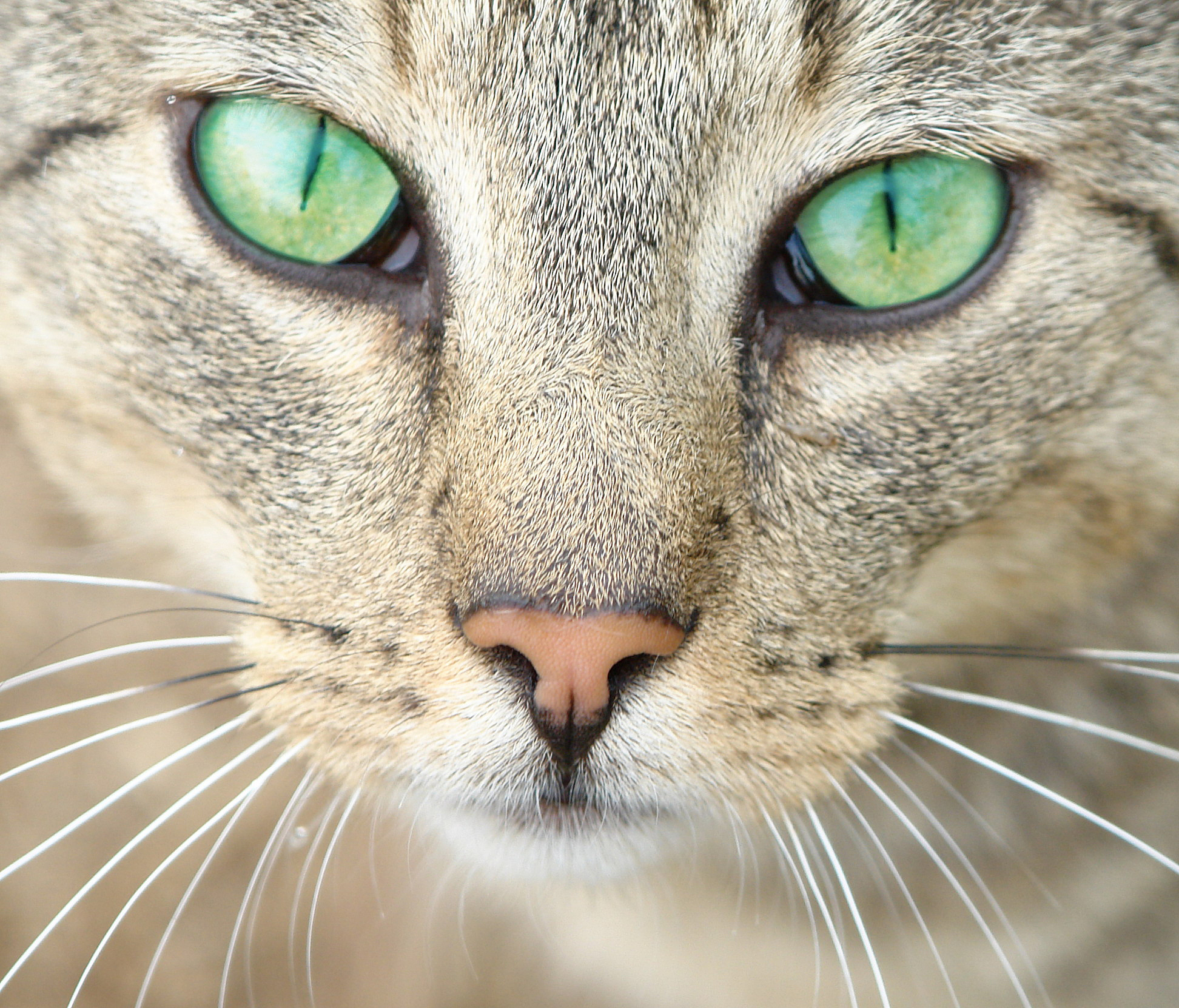 像素最高的是什么动物的眼睛