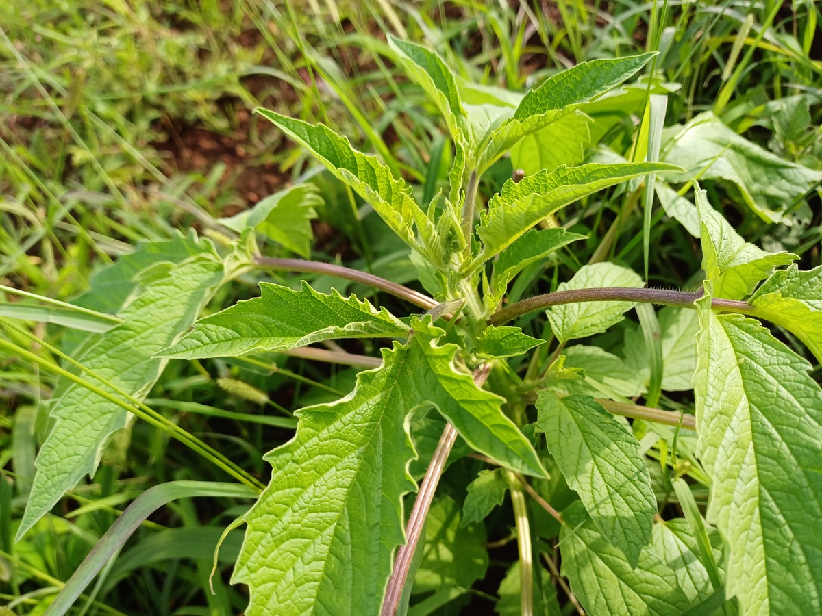 蛰麻子功效与作用：解毒、抗癌、抗炎等功效全解析