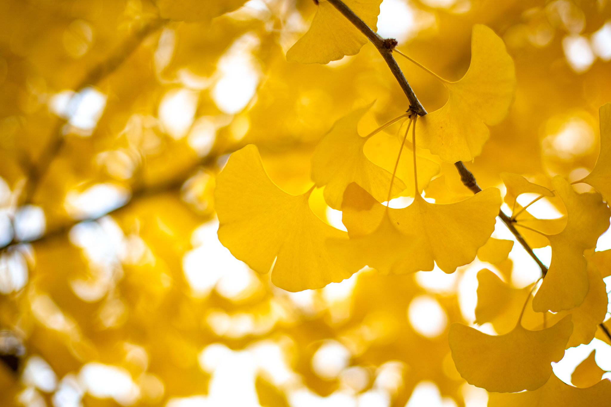 金佛山的银杏与普通的银性相比起来有哪些区别呢？