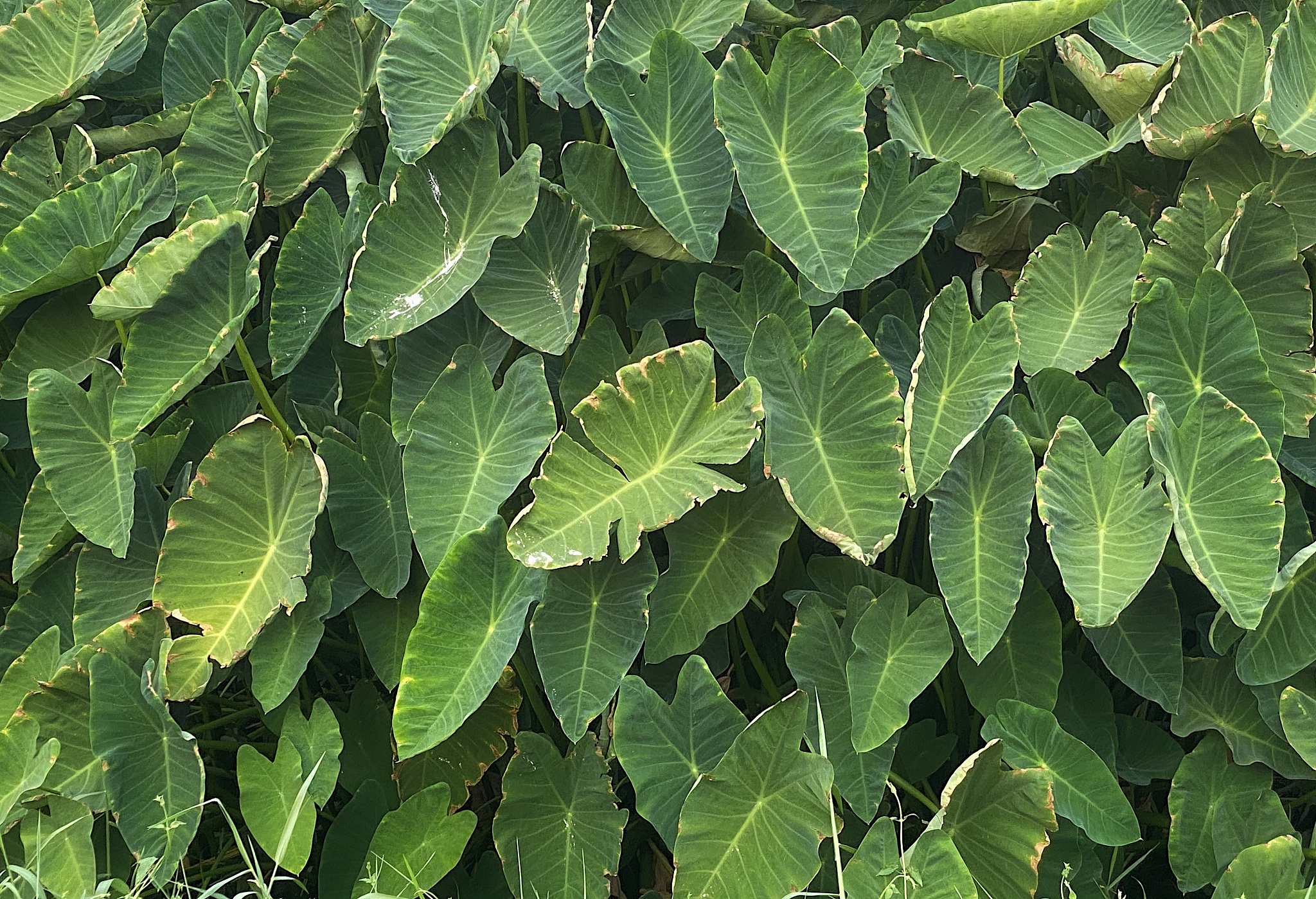 green caladium leaves .