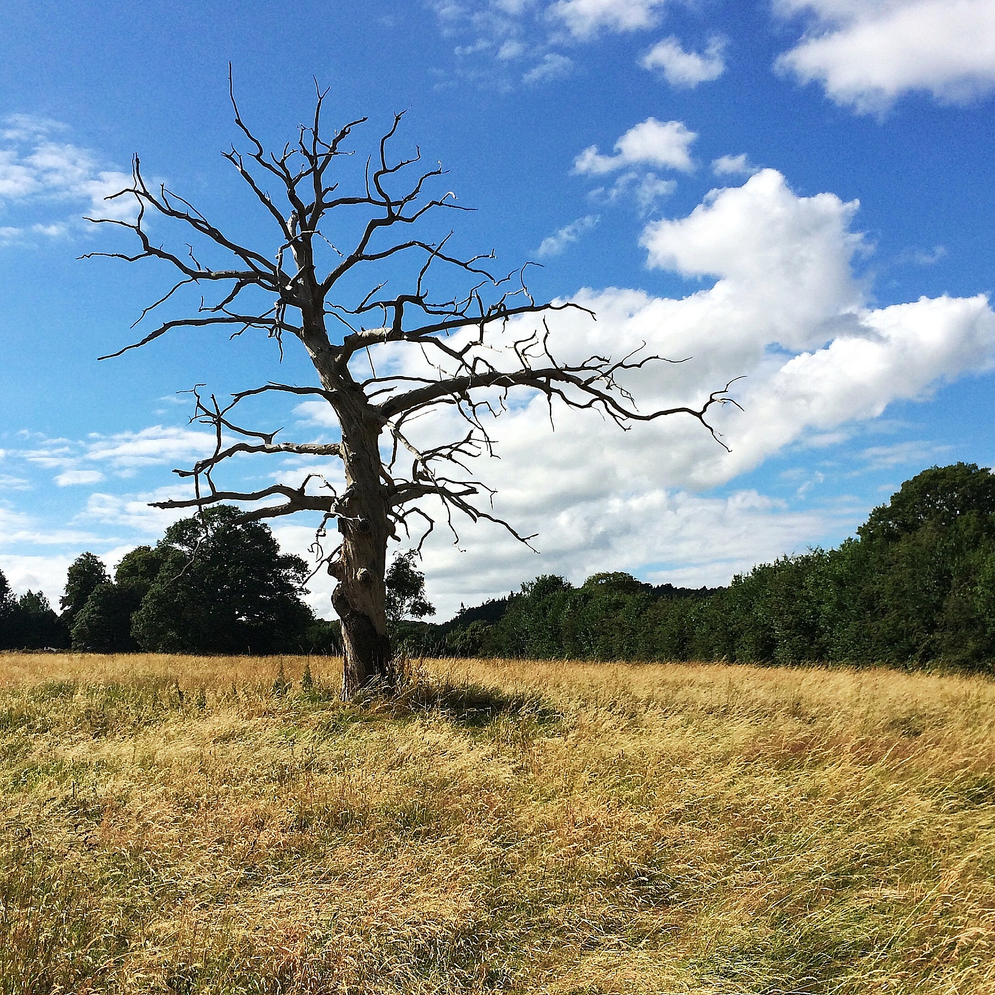 逐木鸟的坚毅:一个小鸟飞越森林的故事 逐木鸟的坚毅:一个小鸟飞越森林的故事