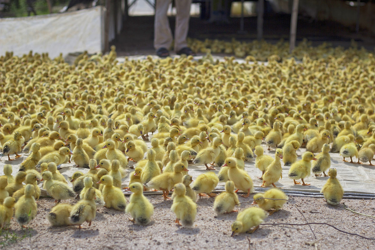 街上买的小鸭子怎么养 操作步骤帮我用200字详细描述