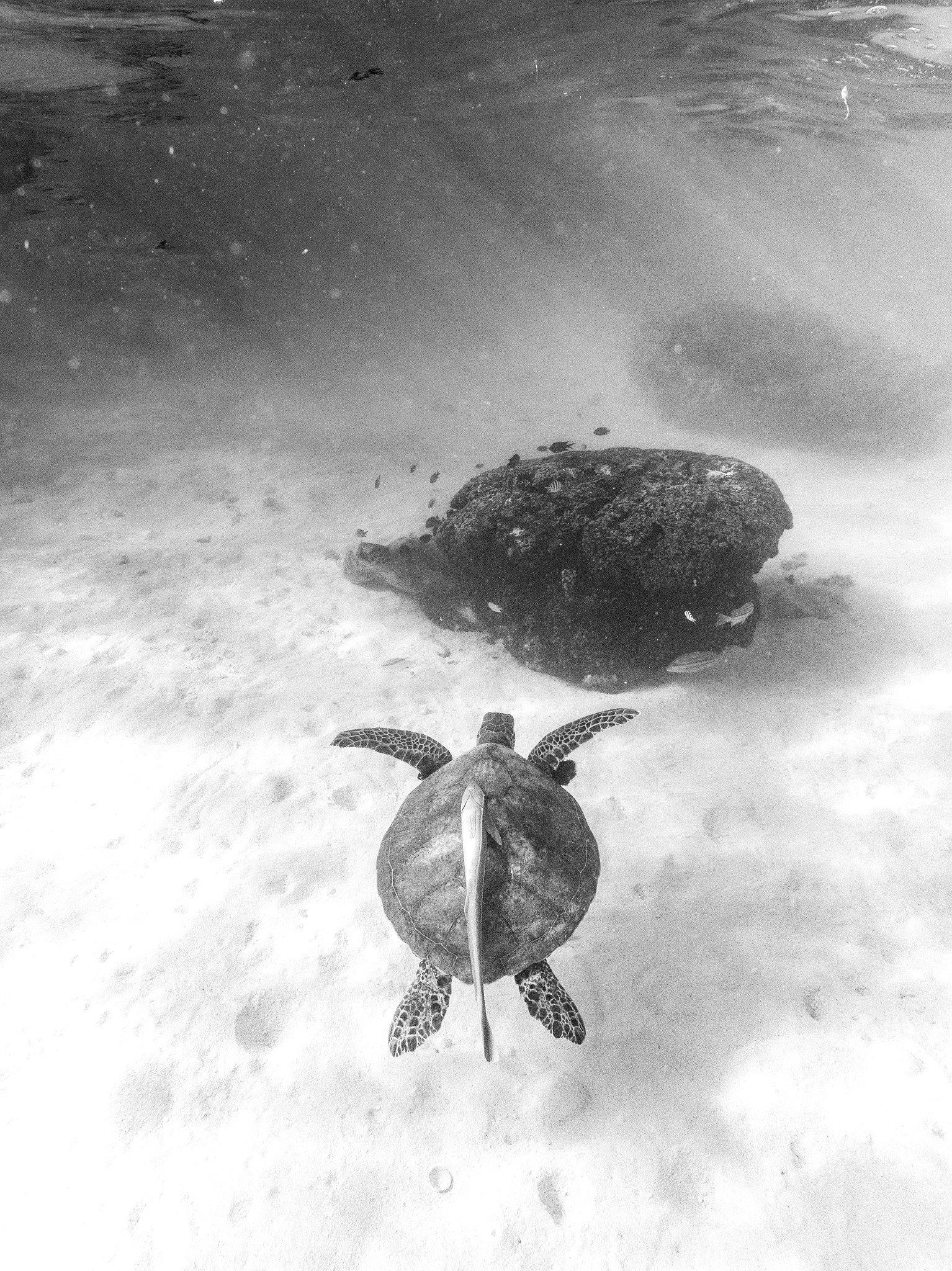 海底大猎杀手游更新：全新海底地图、生物、武器等你探索！