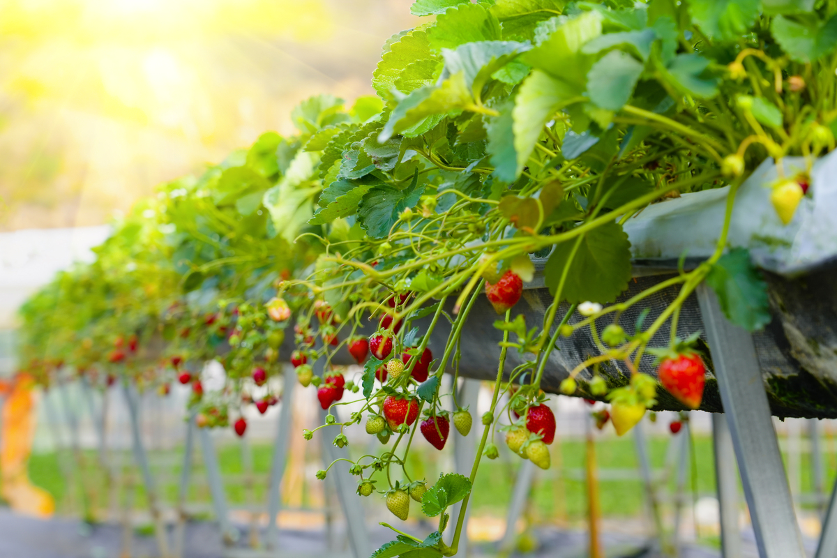 江西草莓种植：我的园艺经历与理解